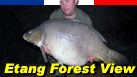 Etang Forest View - Carp Fishing Holidays in France